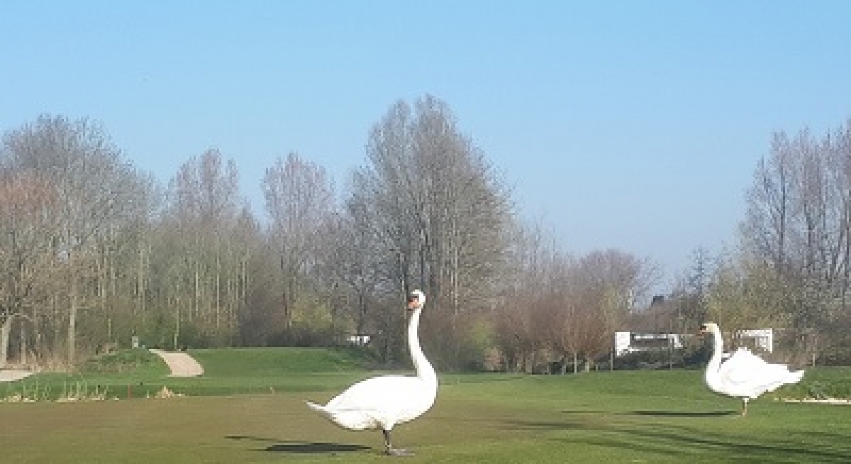 Meer Nederlandse broedvogels